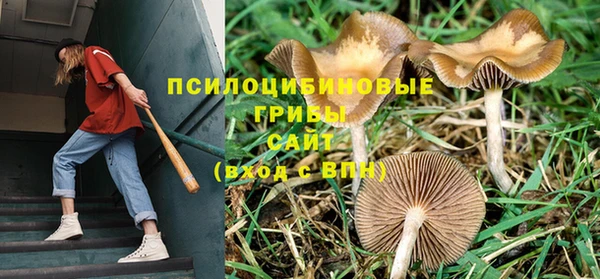 ПСИЛОЦИБИНОВЫЕ ГРИБЫ Костерёво